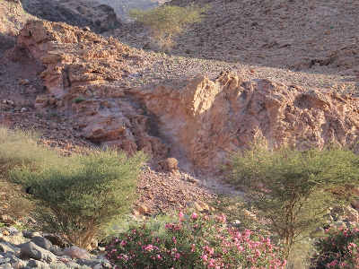 Lower Wadi Dana near Feinan. Picture: Fares Khoury (JBW); CC BY 4.0